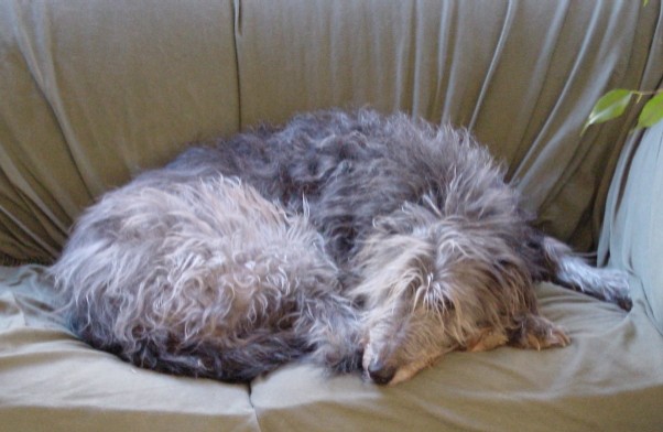 Rosie napping, November 2, 2002